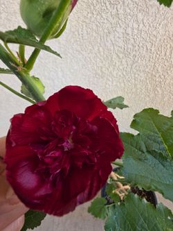 Double Dark Red Hollyhock /Vara de San José ❤️