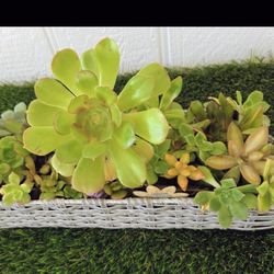 Rectangular Basket Succulent Arrangement 