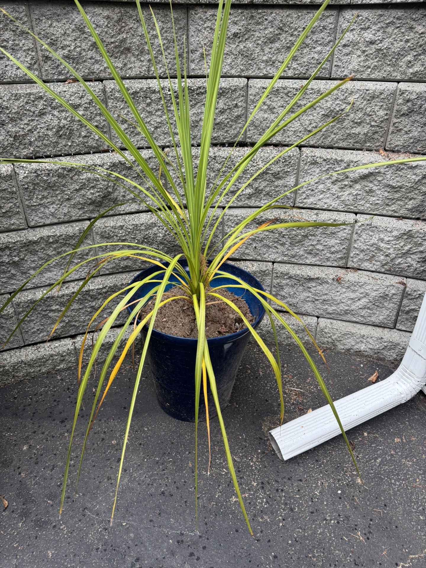 Free Plant
