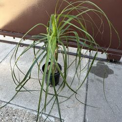 Pony Tail Palm In One Gallon Pot 