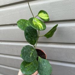 4” variegated hoya obovata 