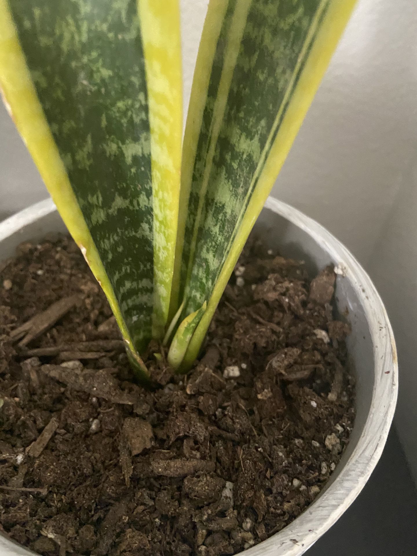 snake plant and others