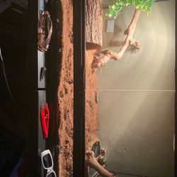Snake And Snake enclosure