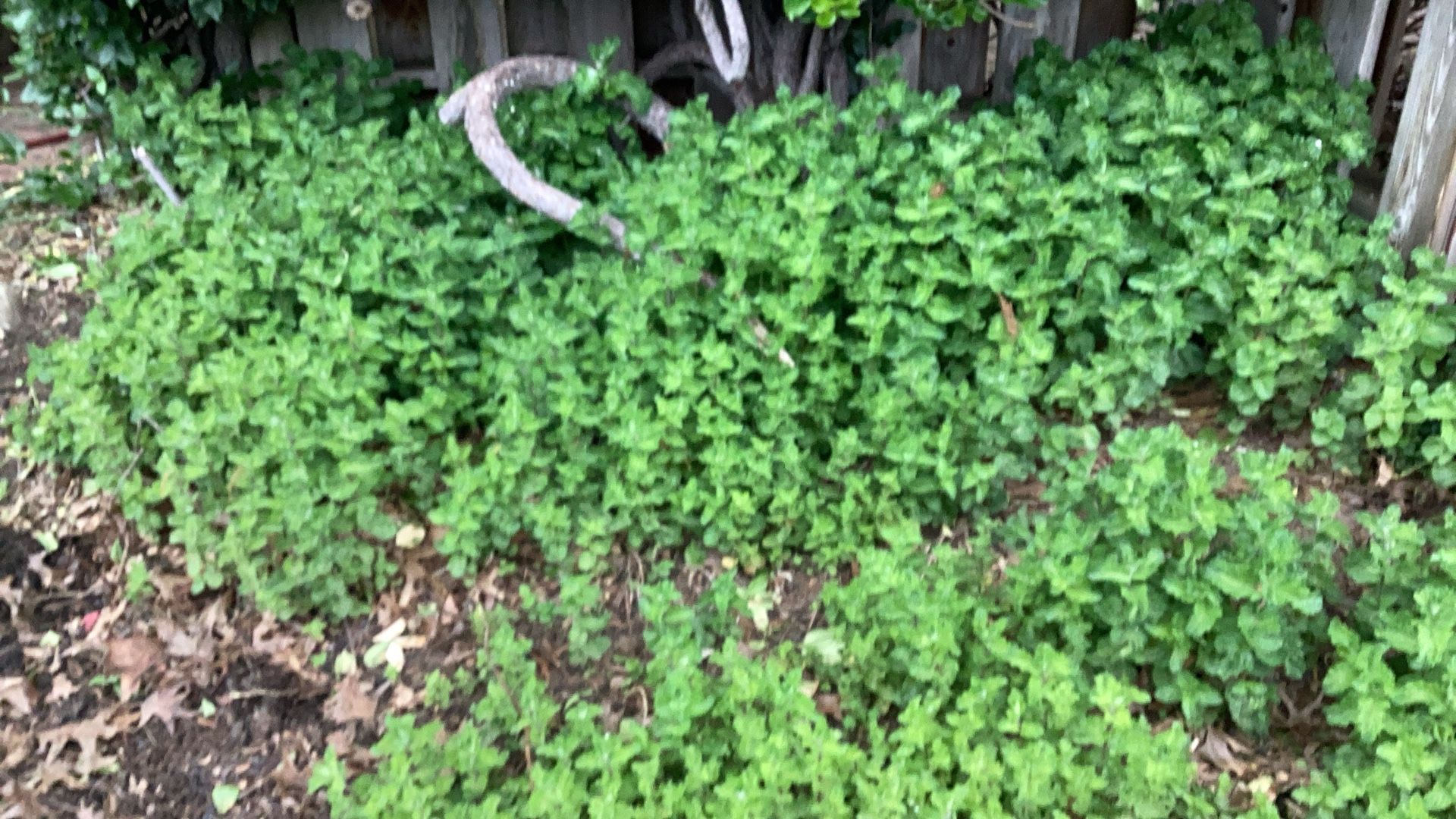 Free Ground Cover: Organic Mint In East Brookfield