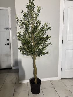6ft Olive Tree With Basket 