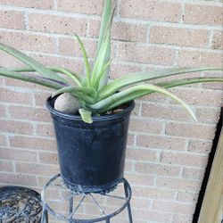 Savila/Aloe Vera Plants