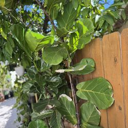 Fig Leaf Ficus - Fiddle Leaf 