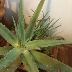 Very Large Aloe Vera Plant In Large Terra Cotta Planter