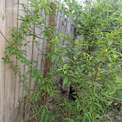 Árboles De Duraznos