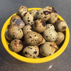 Farm fresh quail eggs/ fertile eggs available too