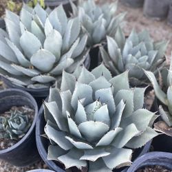 Artichoke Agave 