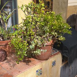 Beautiful Succulent Mix In Large 14x15 Inch Terra Cotta Pot
