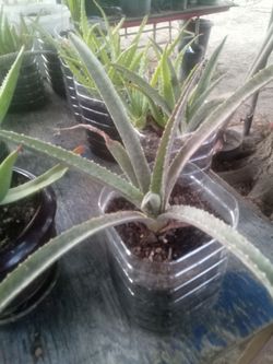 Striking Blue Aloe / Agave-Style Succulent in Pot – Rare & Beautiful!
