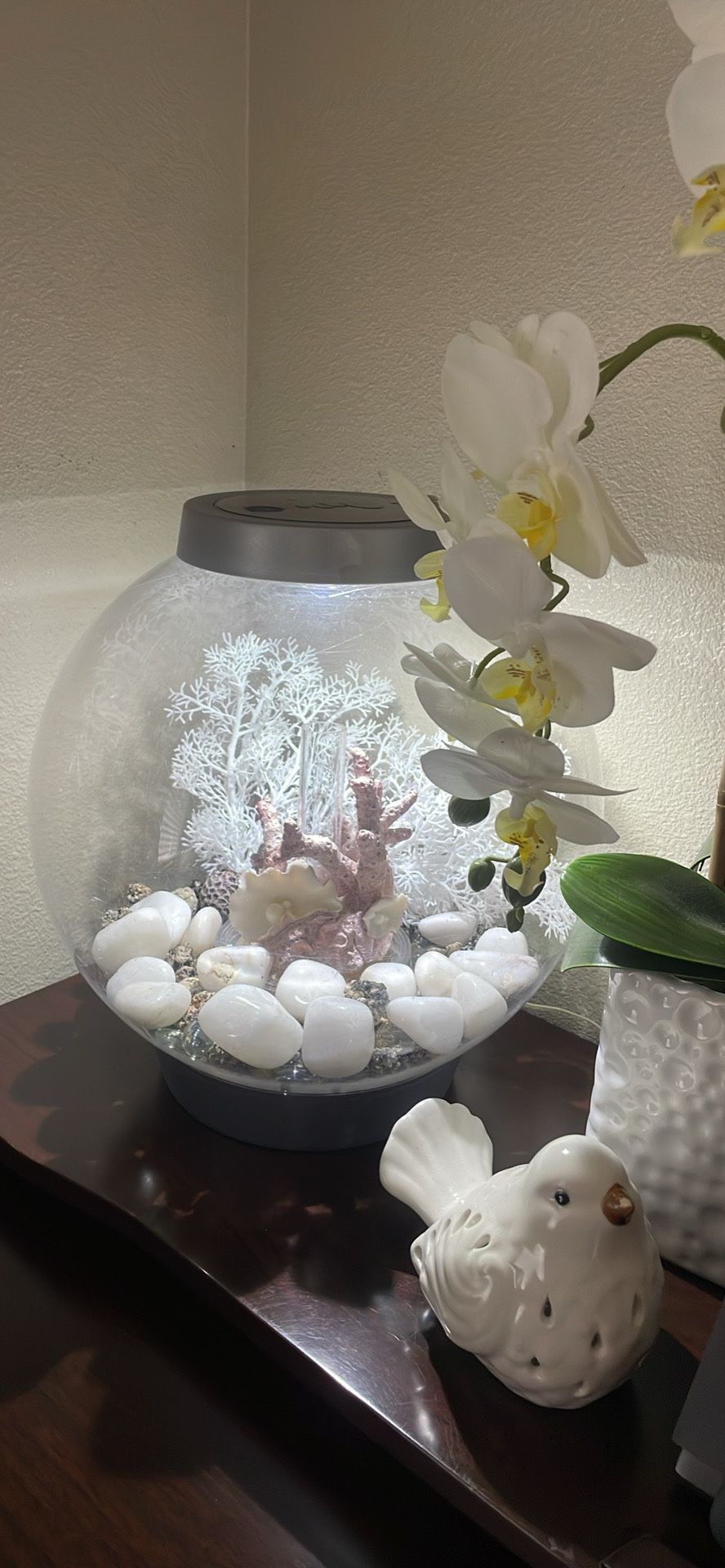 Beautiful 4 Gallon Aquarium