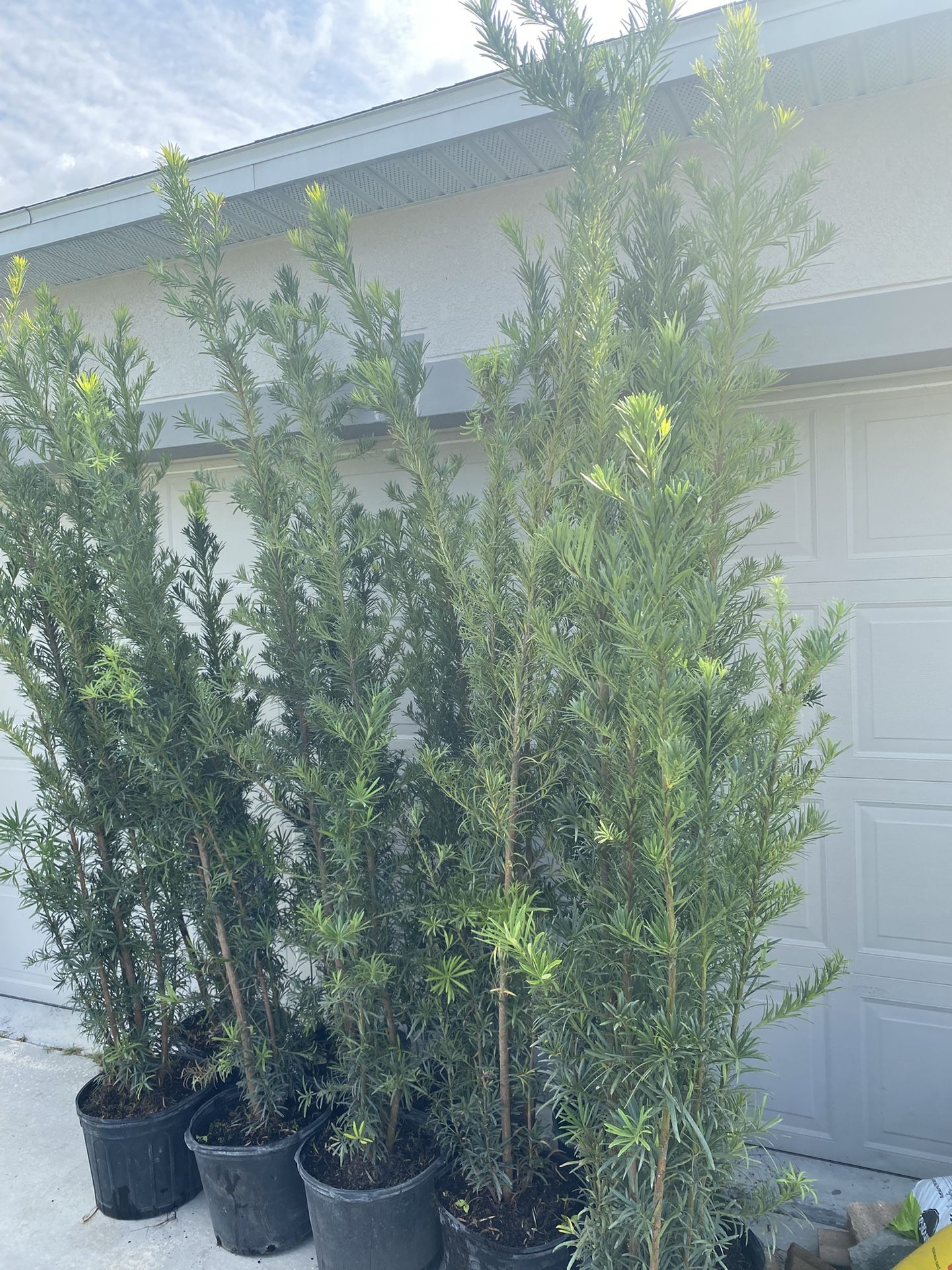 Podocarpus Plants