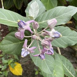 Giant milkweed, a.k.a. crown flower