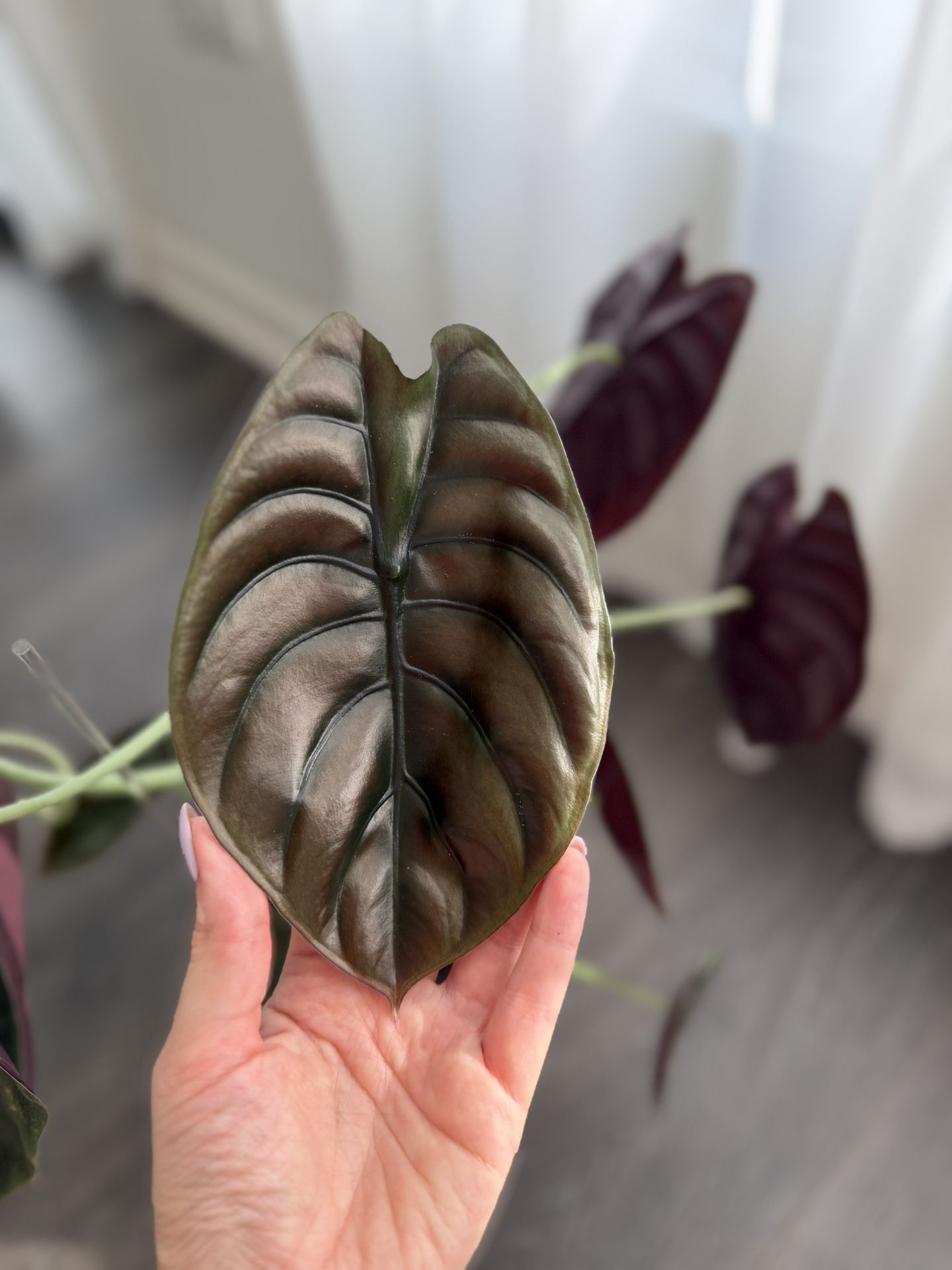 Alocasia Red Secret
