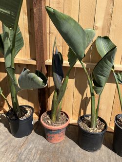 Bird of Paradise (Strelitzia) Plants