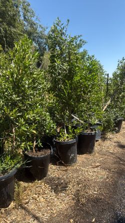 Ficus 15 Gallon 30$