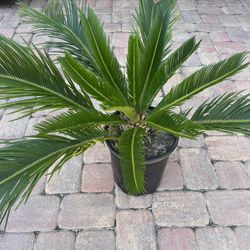 Sago Palm 🪴