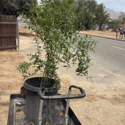 Lemon Grass  Oregano  , Lechero Africano ,yerbabuena. Granadas.  $50  Duraznos $  30 Y Más Y