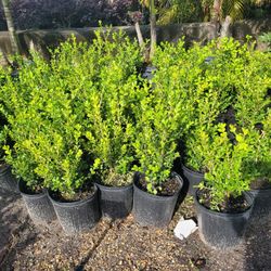 BOXWOOD PLANTS 