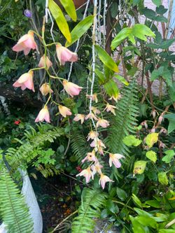 Orchid keiki