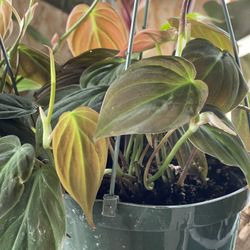 Philodendron Micans Plants