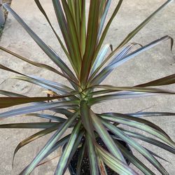 Dracaena Plants 