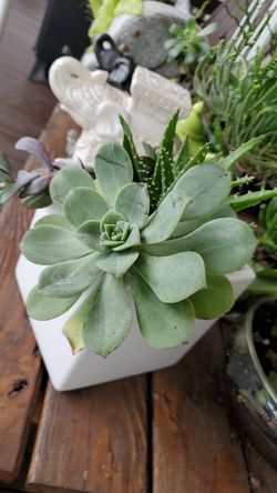 Succulents