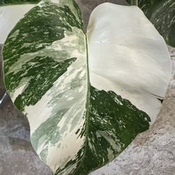 Variegated Monstera Albo Plant Cutting (pls Read Description Below)