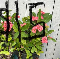 Plantas $15 cada una