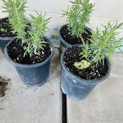 RUDA ABD ROSEMARY PLANTS READY FOR TRASPLANTER MEDICINAL PLANTAS 
