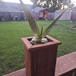 Aloe Vera With Custom Plant Box 
