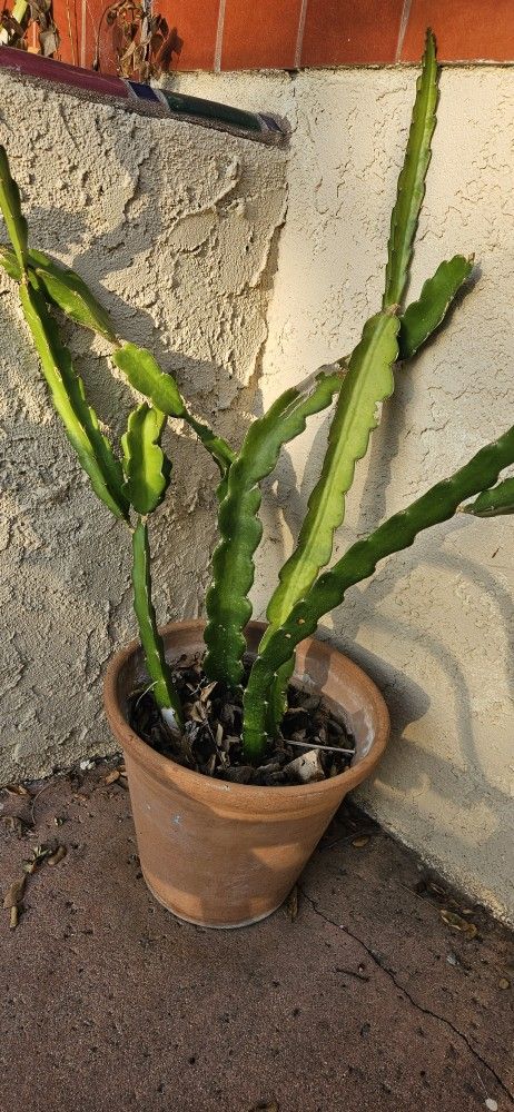 Dragon Fruit Plant In Clay Pot