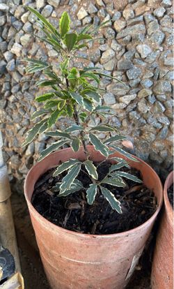False Aralia (Live Plant)