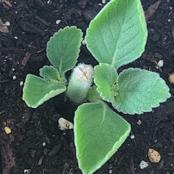 Boldo Plant