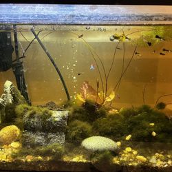 Aquarium With Fish And Gear