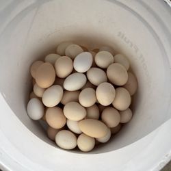 Fresh Eggs 