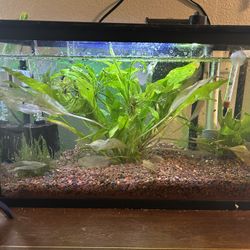 Fish Tank 10 Gallon 
