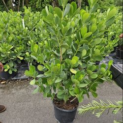 clusias About  4 feet tall $25  also 6 feet tall$65 all sizes available 