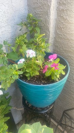 Teresa’s, flor de media noche maravillas, vincas midnight flower and zinnias