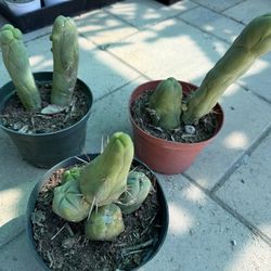 Peen cactus