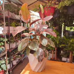 Ficus Elastica Ruby Indoor Plant