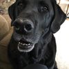 Gus