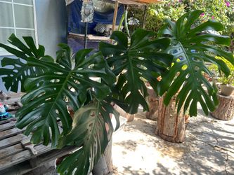 Monstera von Ojas gigantes plants indoor