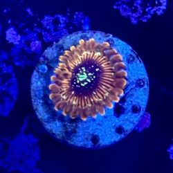 Magician Zoa Display Decor
