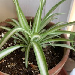Baby spider plants for sale