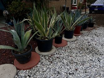 Succulent Plants For Sale - Agave - Aloe Vera