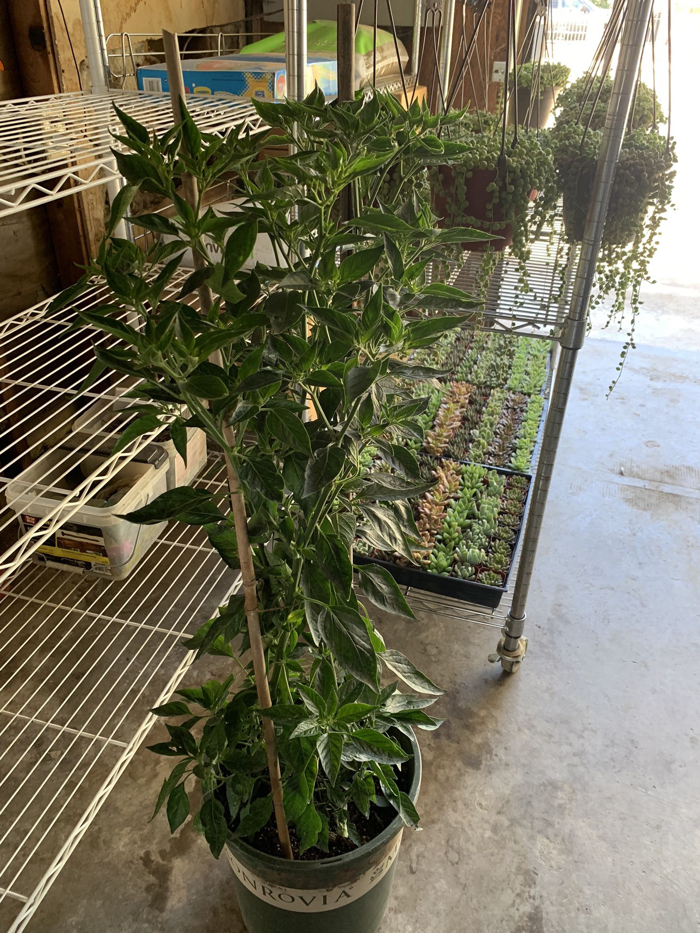 Thai Pepper 3 Feet Tall With Pepper Flowering Beautiful Plants 3 Plants Per 5 Gallon Pot